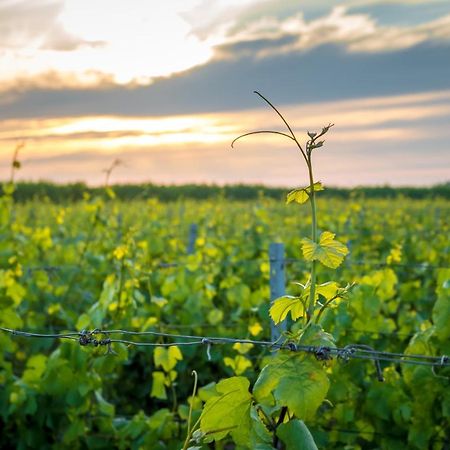 Wine-Barrel Rivaner Dreischor Eksteriør bilde